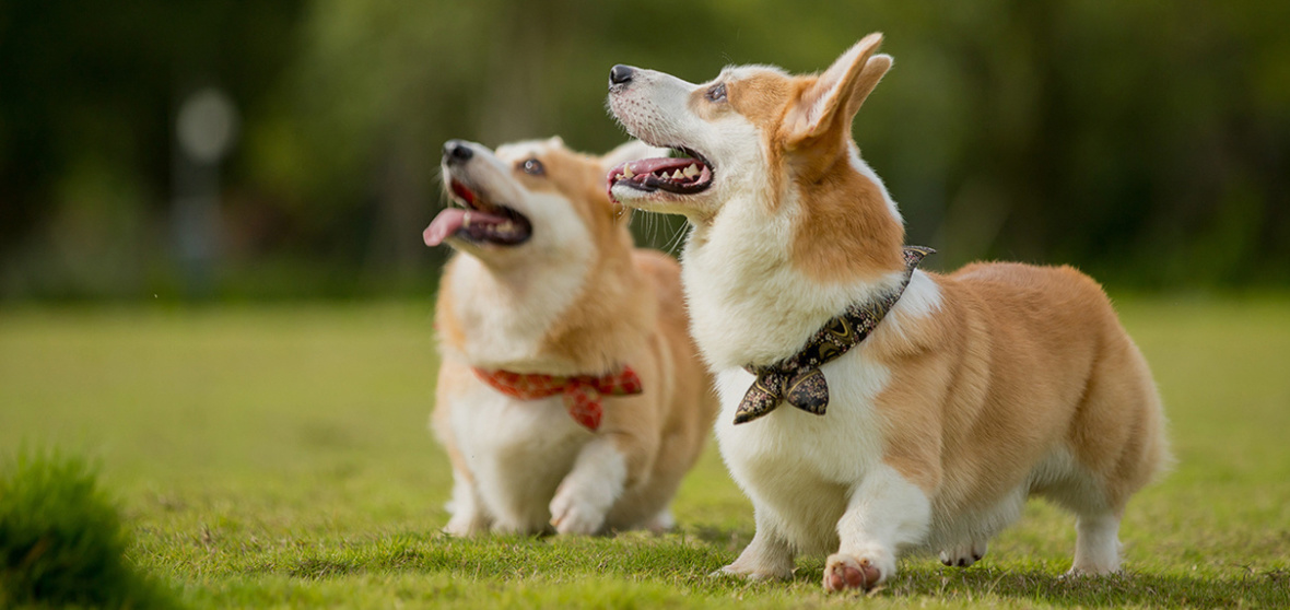 两只柯基犬在草地上奔跑